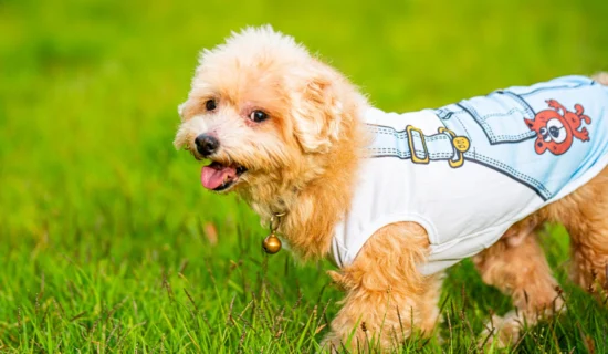 享受爱犬与藏王之旅-介绍狗友好双胞胎-