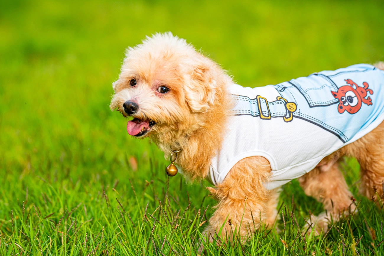 Enjoy a trip to Zao with your dog - Introducing a dog-friendly twin -