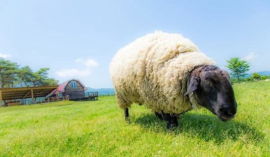 フォトギャラリー｜メルキュール宮城蔵王リゾート＆スパ