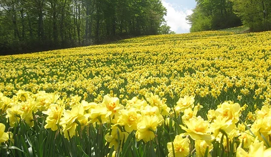 フォトギャラリー｜メルキュール宮城蔵王リゾート＆スパ