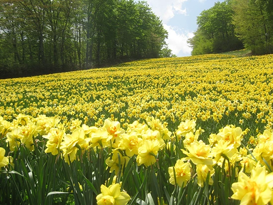 스이센 축제 | 머큐어 미야기 자오 리조트 & 스파