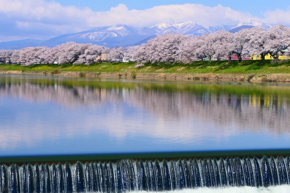 한눈에 센본 사쿠라 | 머큐어 미야기 자오 리조트 & 스파