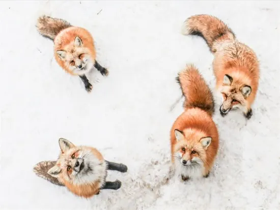 贝特拉之旅|宮城蔵王美居温泉度假酒店