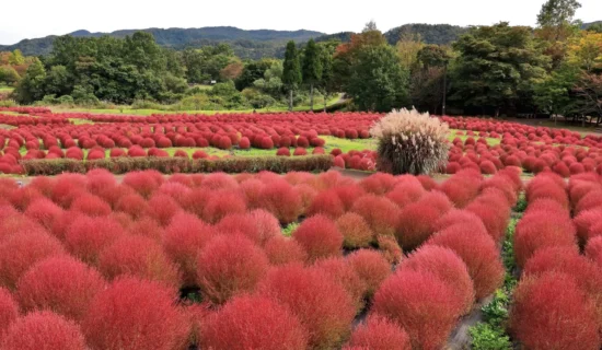 フォトギャラリー｜メルキュール京都宮津リゾート＆スパ