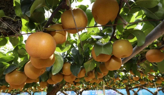 秋天的收获体验藏王町的摘梨