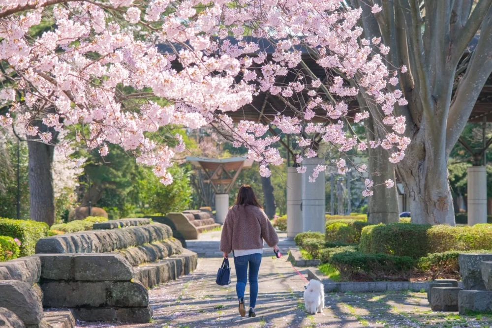 쓰쓰지오카 공원 | 머큐어 미야기 자오 리조트 & 스파